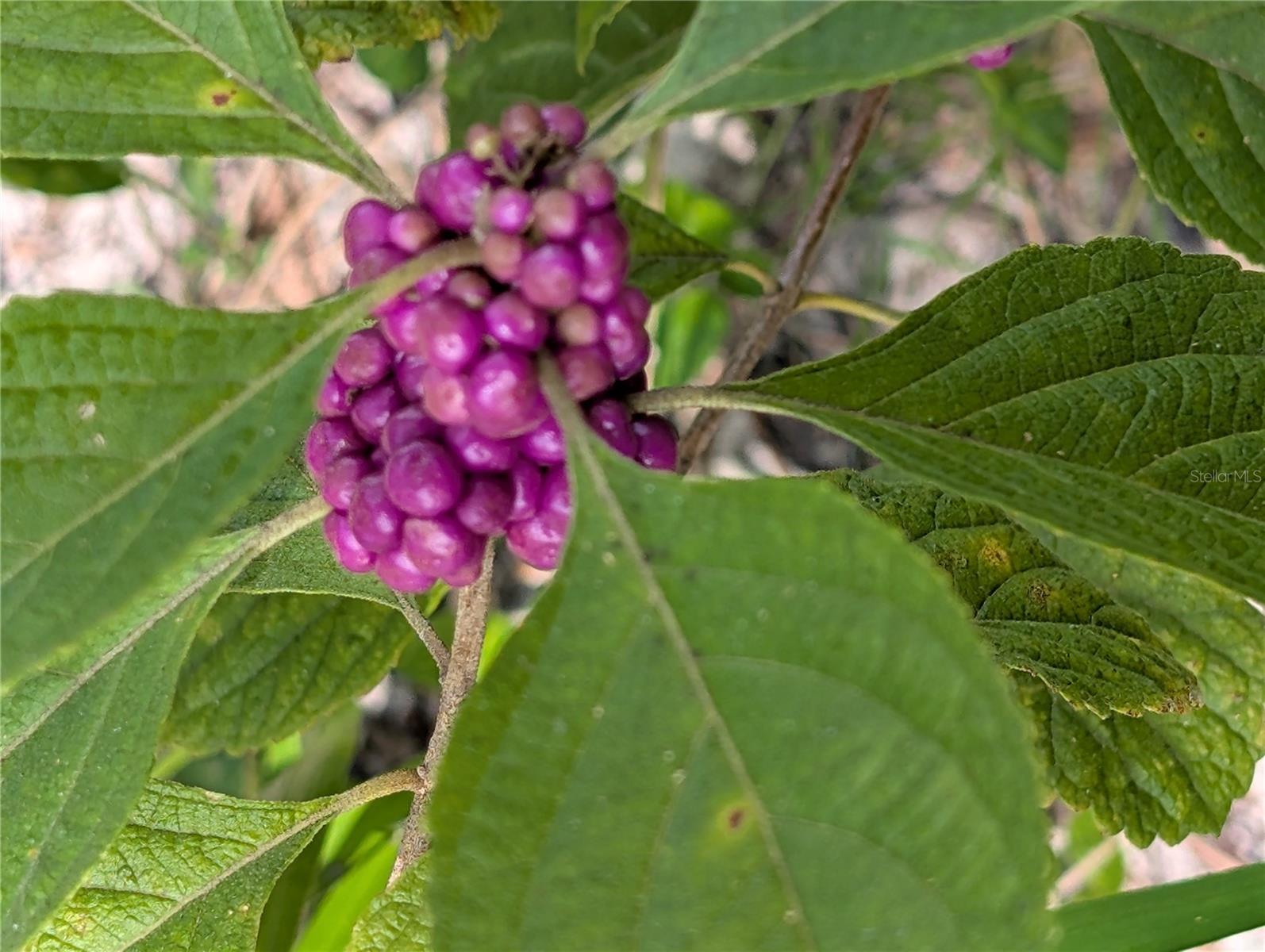 WOODS & LAKES - Land