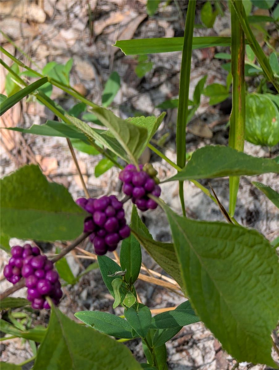 WOODS & LAKES - Land