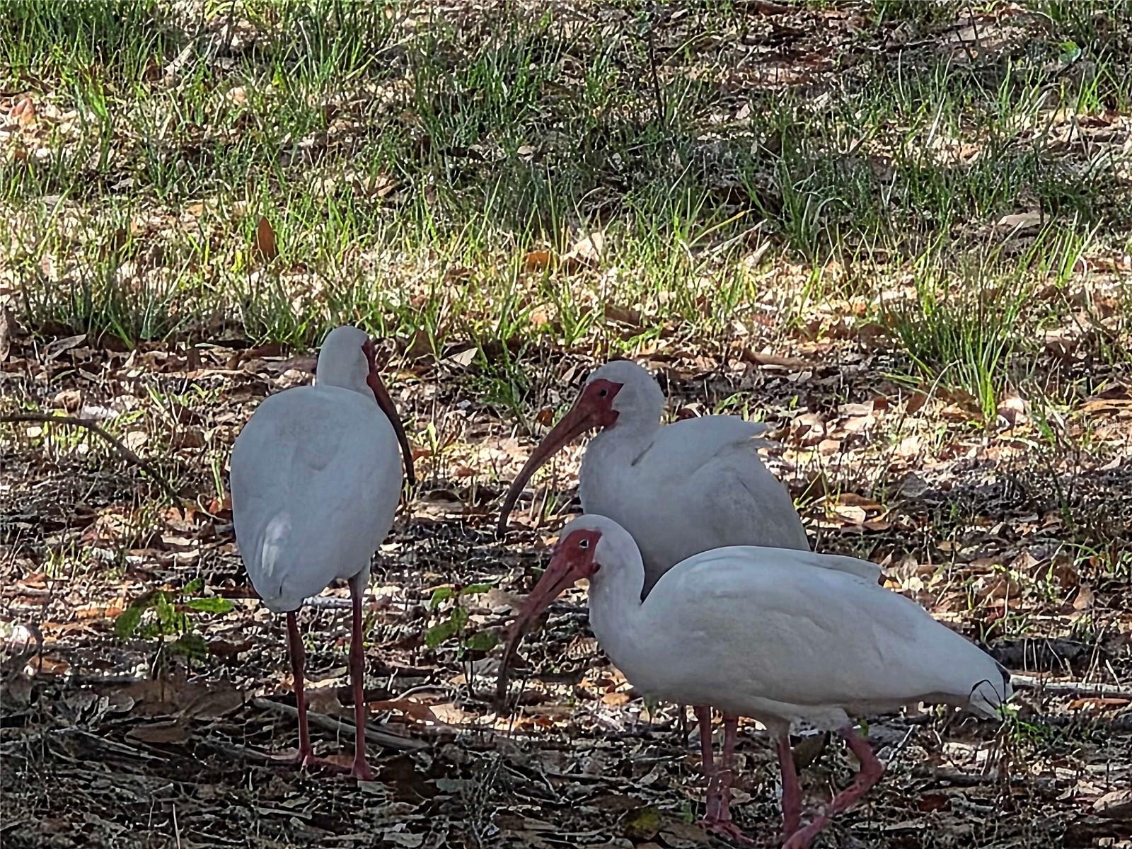 HORSE CRK ACRES - Residential