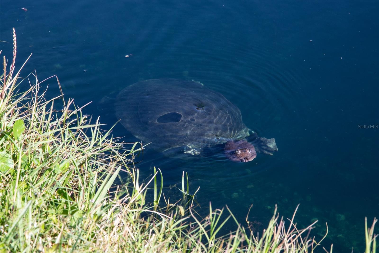 SUN KETCH TWNHMS AT CYPRESS LAKES - Residential