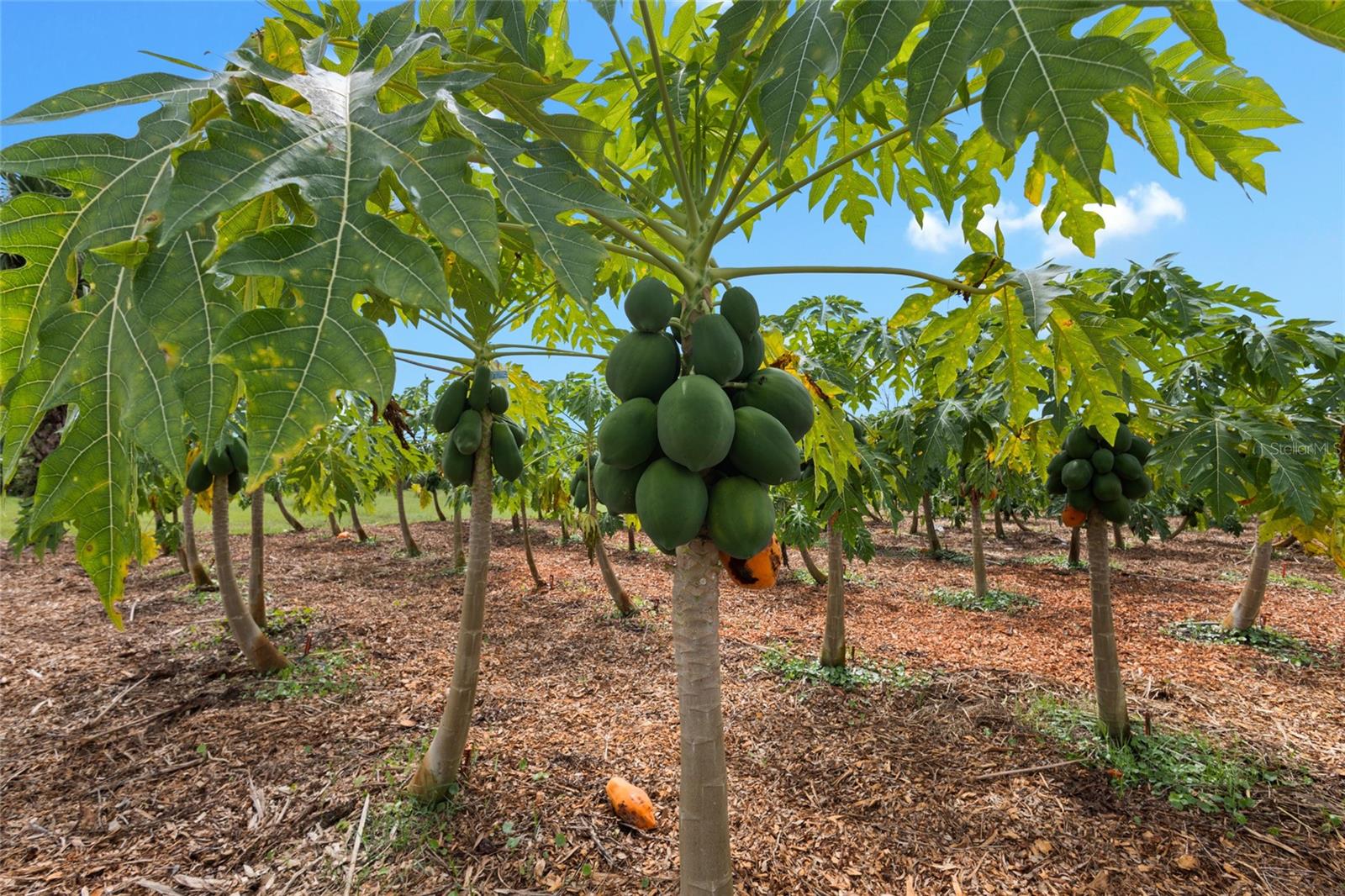OKEECHOBEE COUNTY - Land