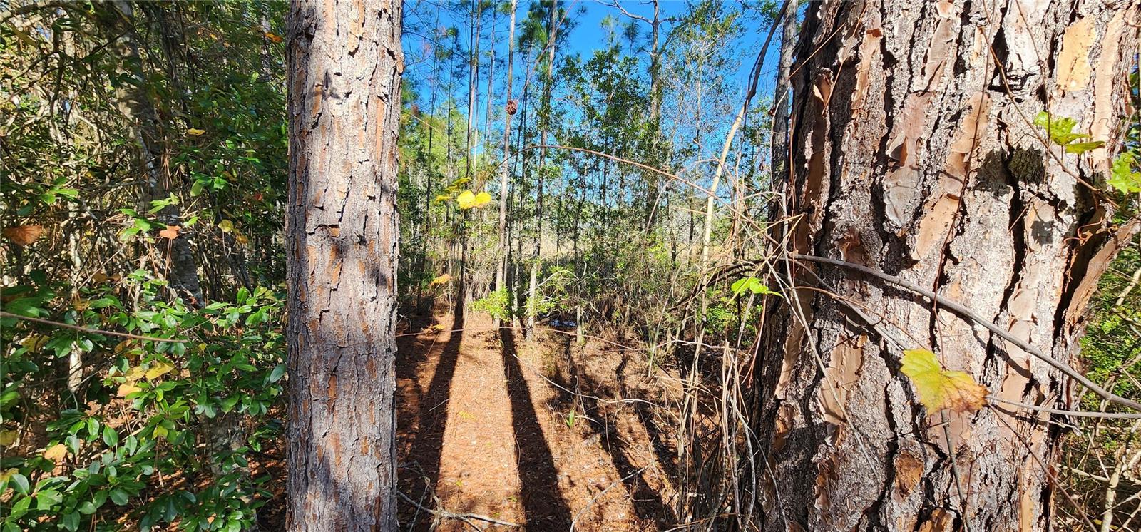 ROYAL TRAILS UNIT 01 - Land