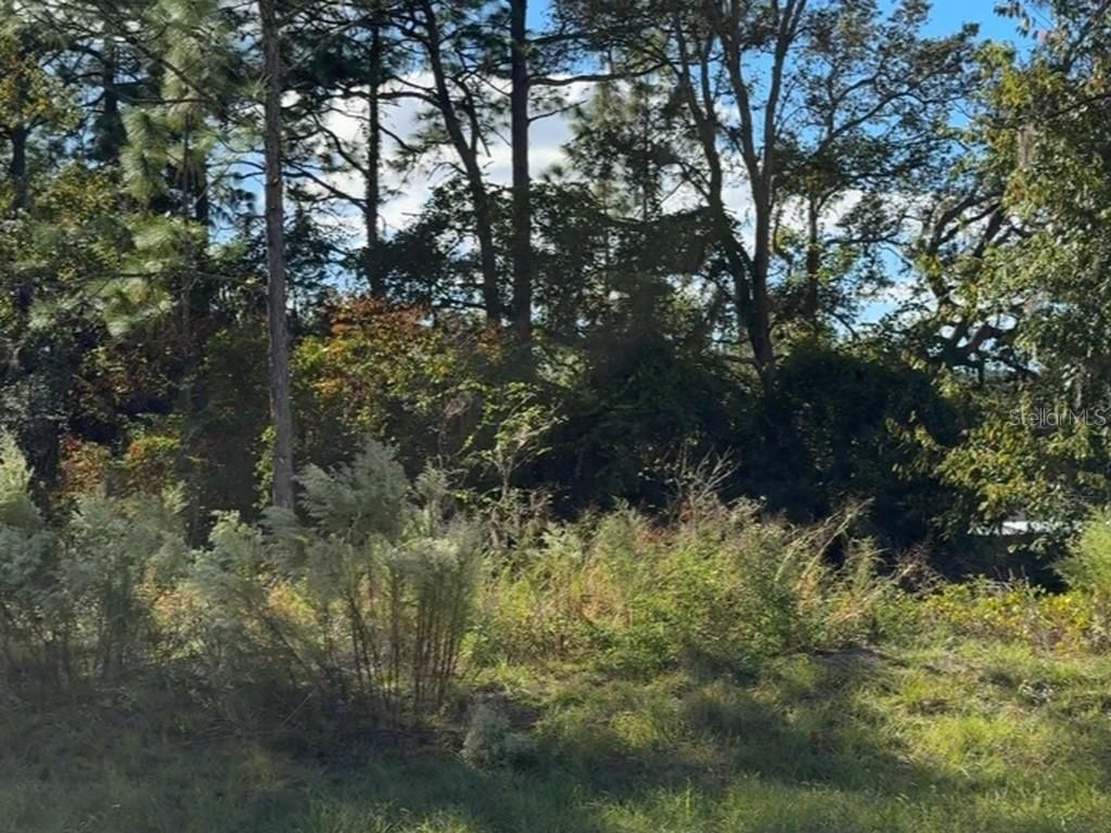 Photo of 7800 N Primrose Drive, Citrus Springs, FL 34434 (MLS # TB8438862)