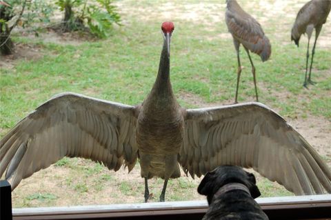 Photo of 13668 NE 226th Avenue Road, Salt Springs, FL 32134 (MLS # OM717549)