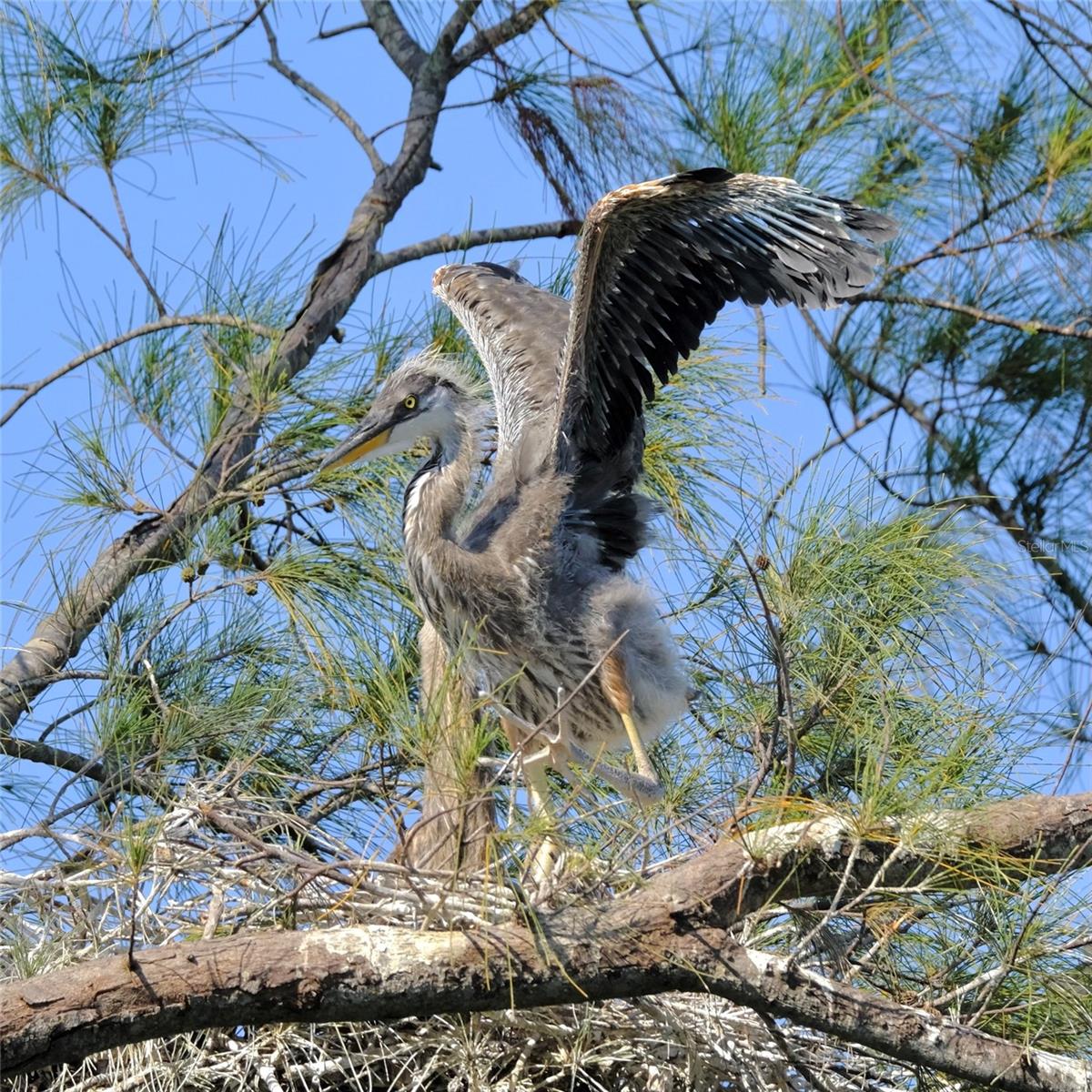 MOUNT VERNON PH 3 - Residential