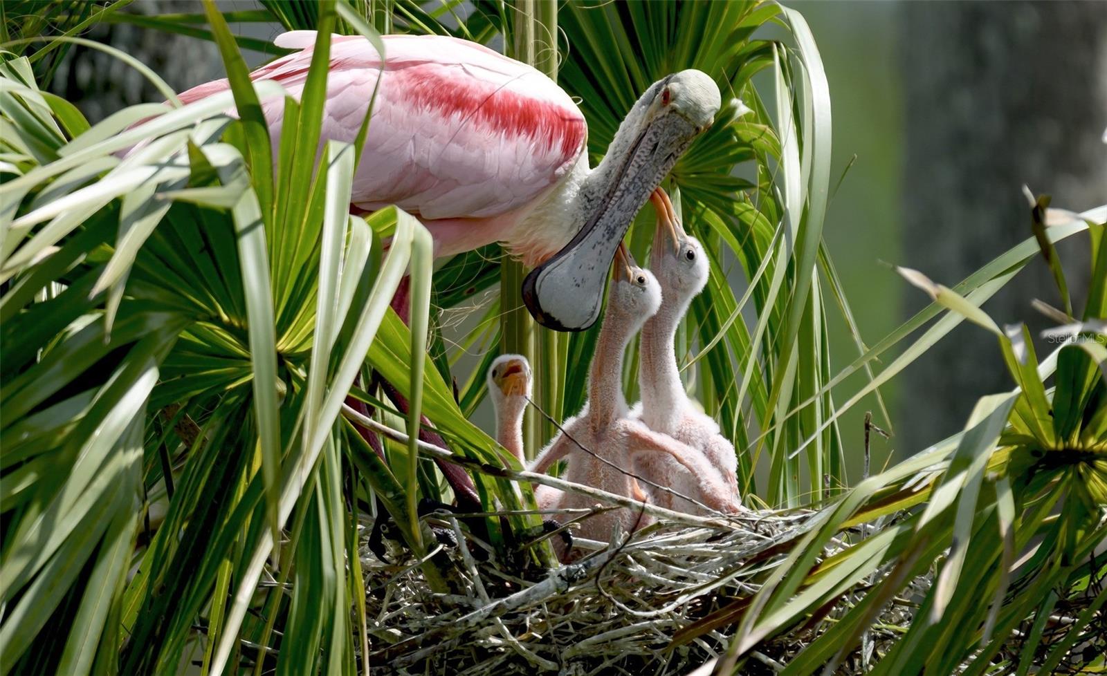 MOUNT VERNON PH 3 - Residential