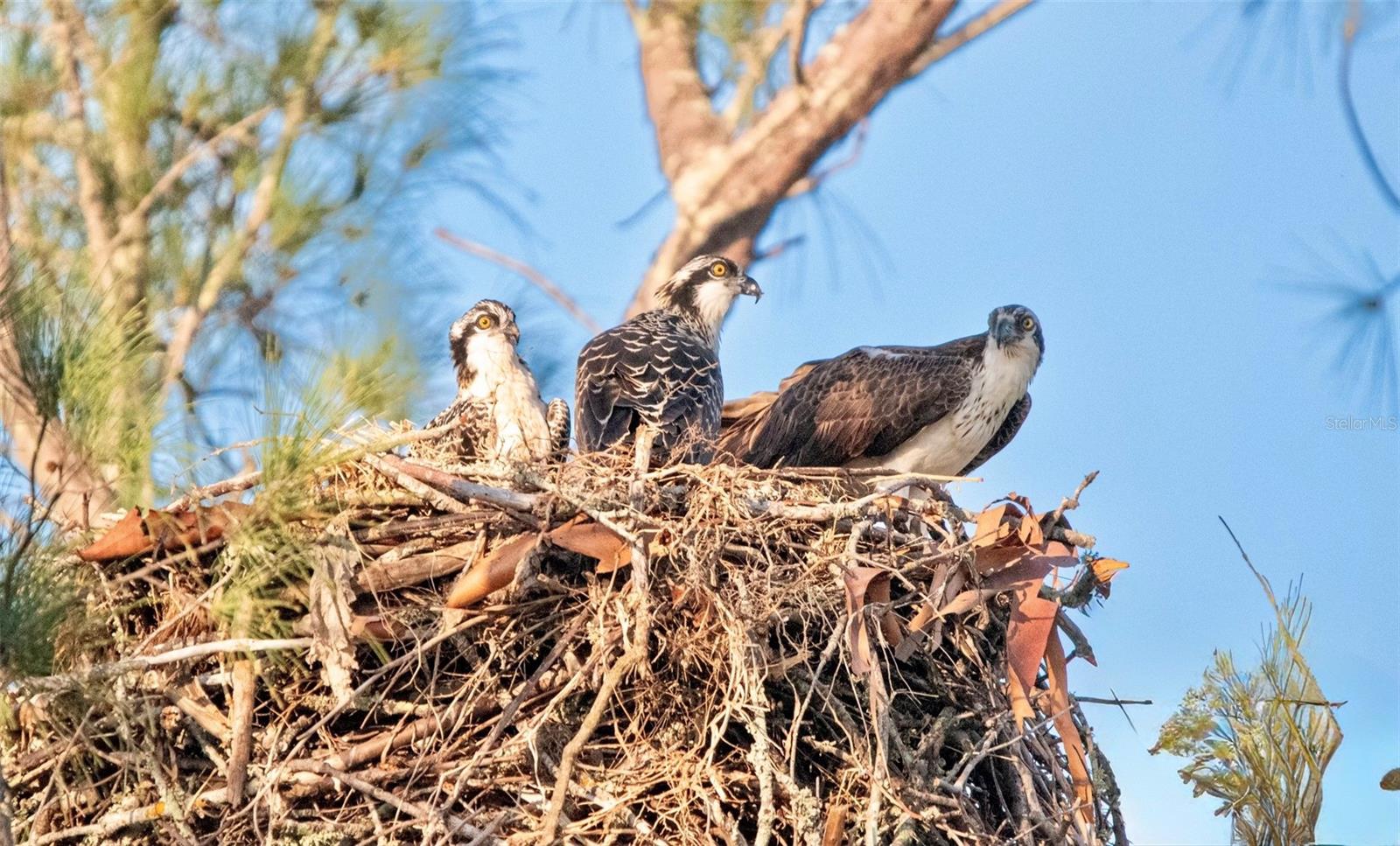 MOUNT VERNON PH 3 - Residential