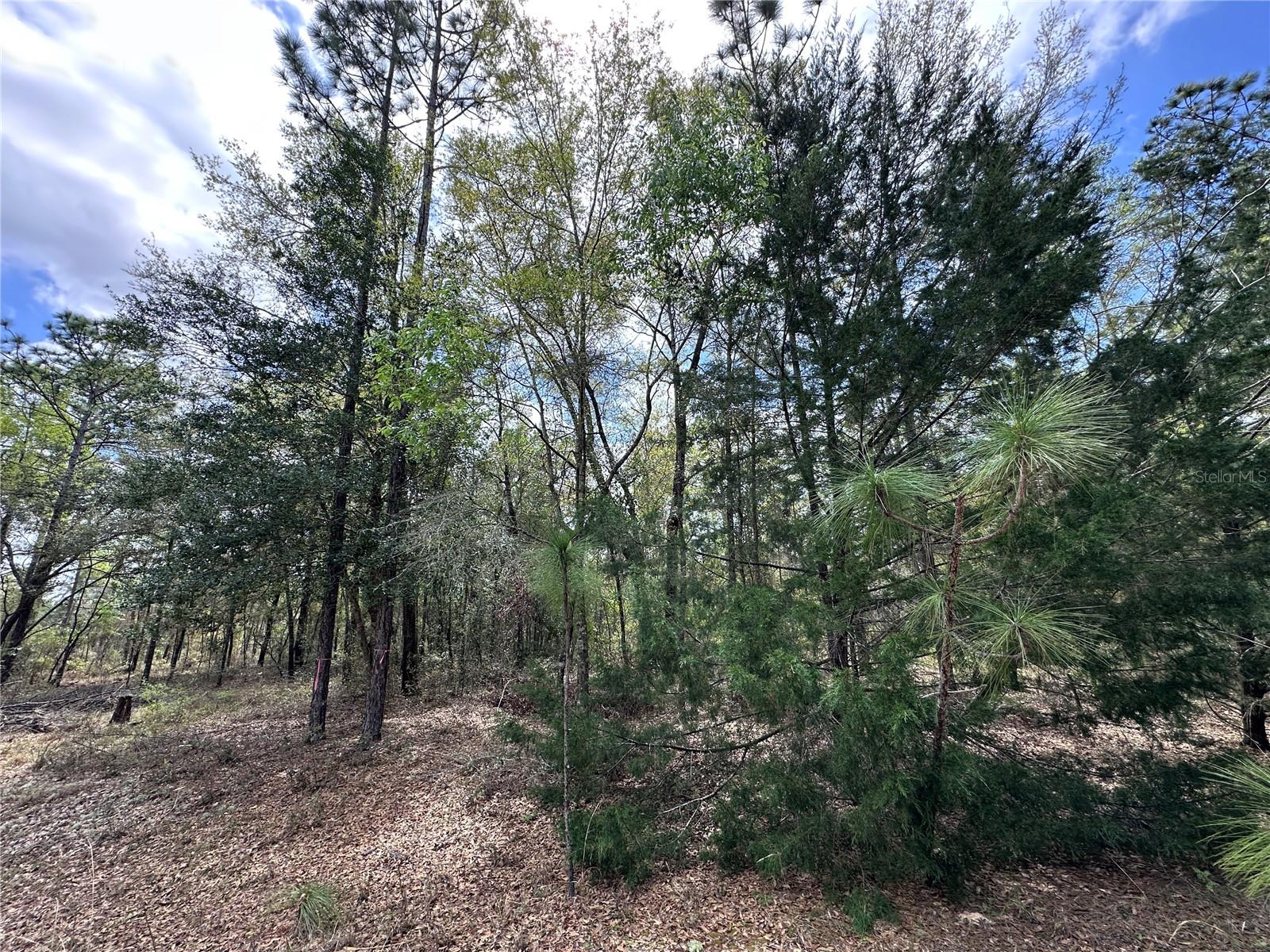 1/4 ACRE (mol) BUILDING LOT IN WILLISTON HIGHLANDS GOLF & COUNTRY CLUB ESTATES. Own a piece of Florida’s countryside with this residential lot in North Central Florida, set in a peaceful and scenic area primed for future growth. Located near a community development, this property offers a fantastic investment opportunity with potential value appreciation. Location: Levy County, Williston– Easy access to major highways, nearby towns, Gainesville, Dunnellon, and Ocala, and outdoor recreational areas. Future Potential: Situated in an area planned for future development, ideal for investment or residential use. Scenic & Serene: Enjoy the beauty of Florida’s natural landscape with quiet country living, natural springs water, horse farms, and small country towns yet close to modern conveniences. Great for investors, future home builders, or nature lovers looking for an affordable lot in a growing region. Don’t miss this opportunity to own land in an area with exciting future potential!