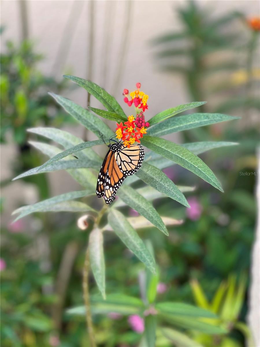 LIVE OAK RESERVE UNIT TWO - Residential