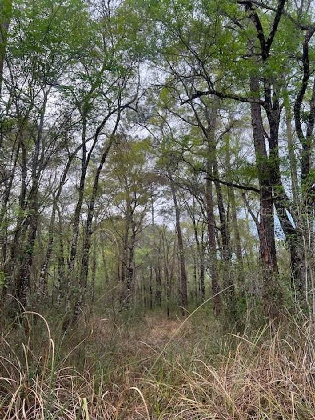 Photo of 00 Packingham Drive, Webster, FL 33597 (MLS # G5103947)