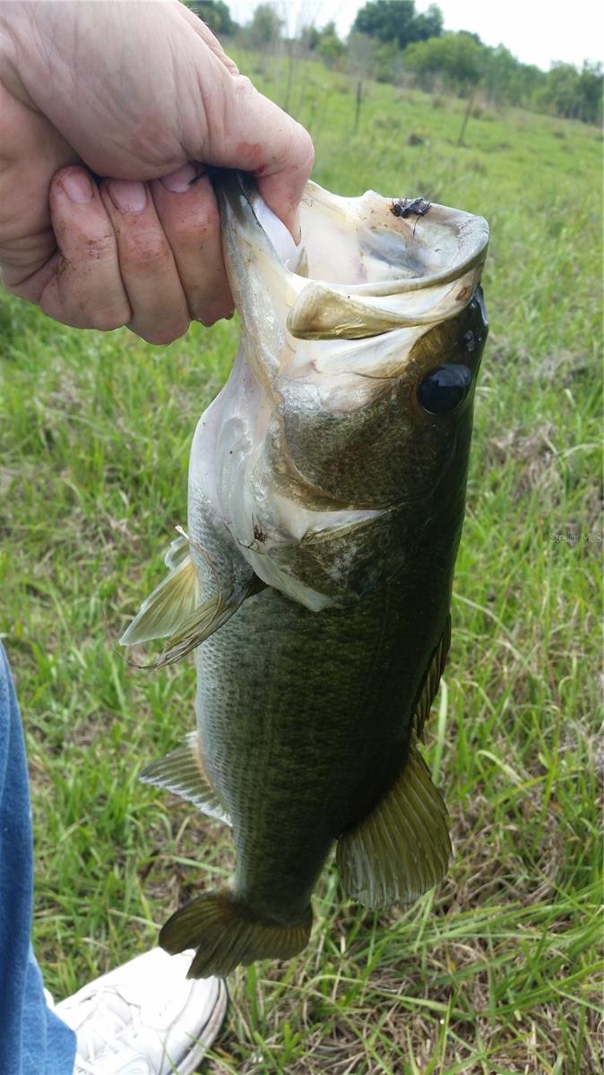 15311 FISHHAWK HEIGHTS RUN