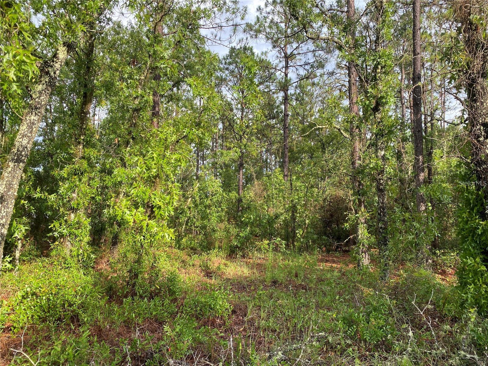 MARION OAKS UN 11 - Land