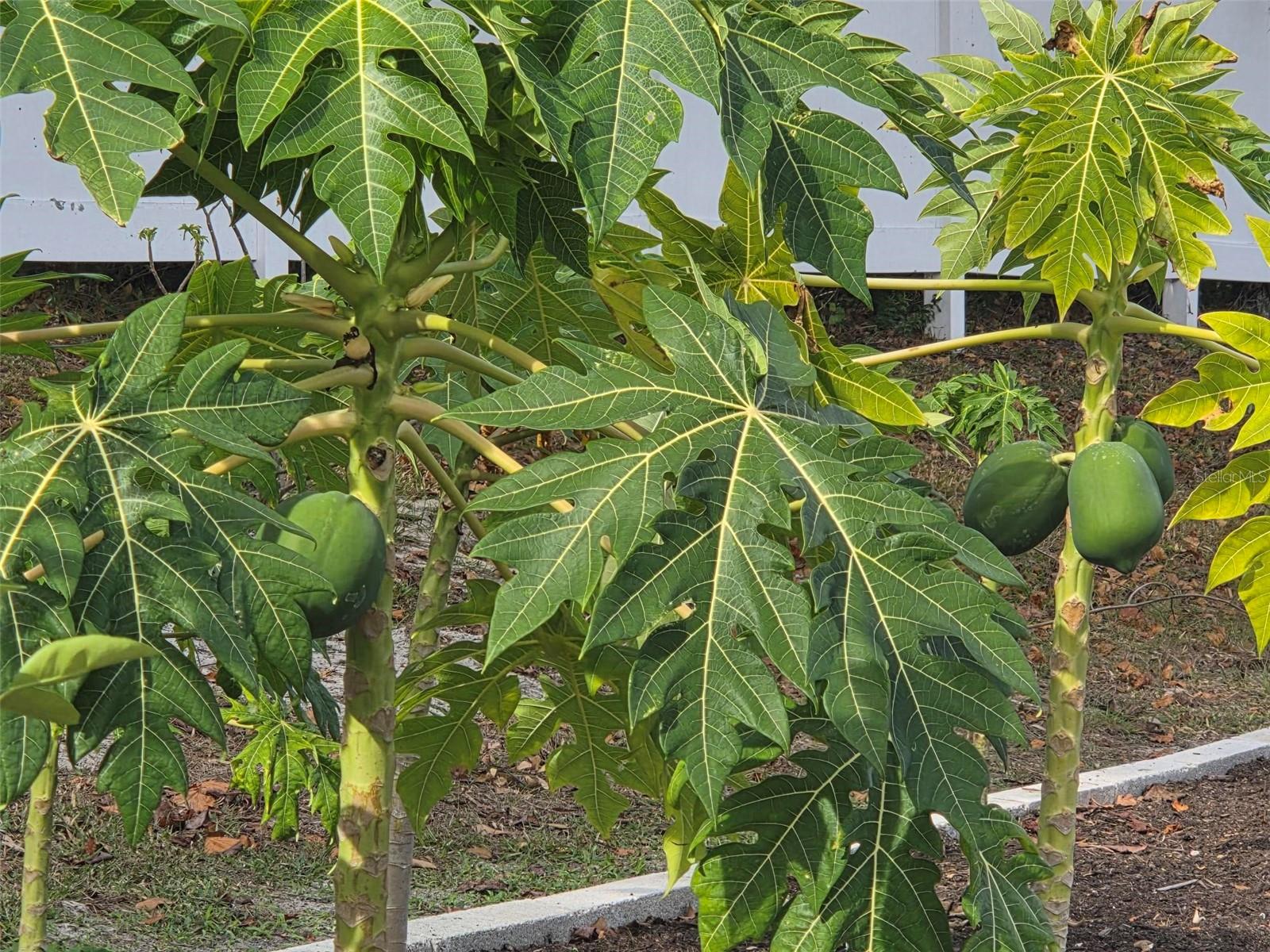 MOON LAKE ESTATES - Residential