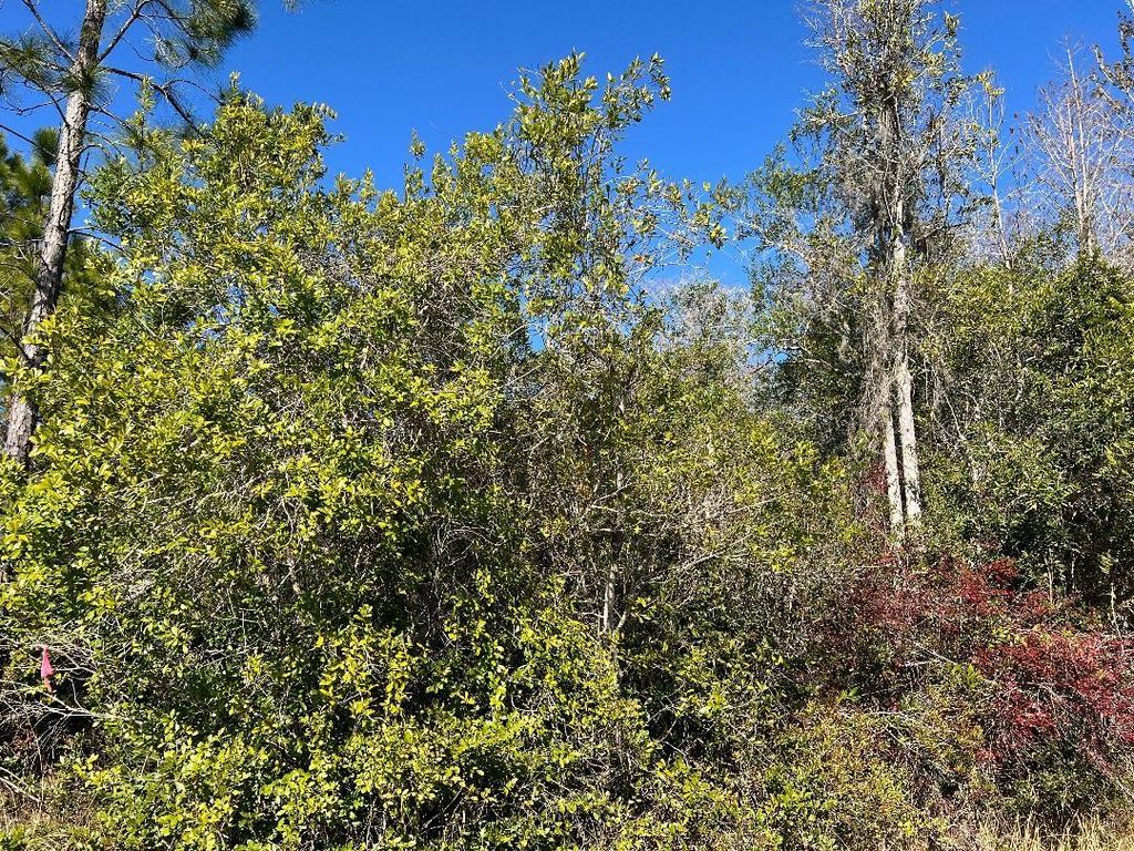 Photo of Netherland Street, Orlando, FL 32833 (MLS # O6378532)