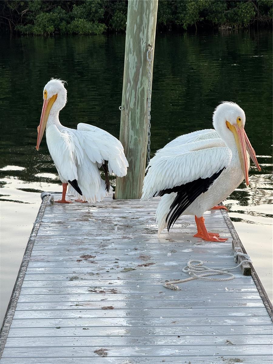 PARADISE BAY ESTATES CO-OP - Residential