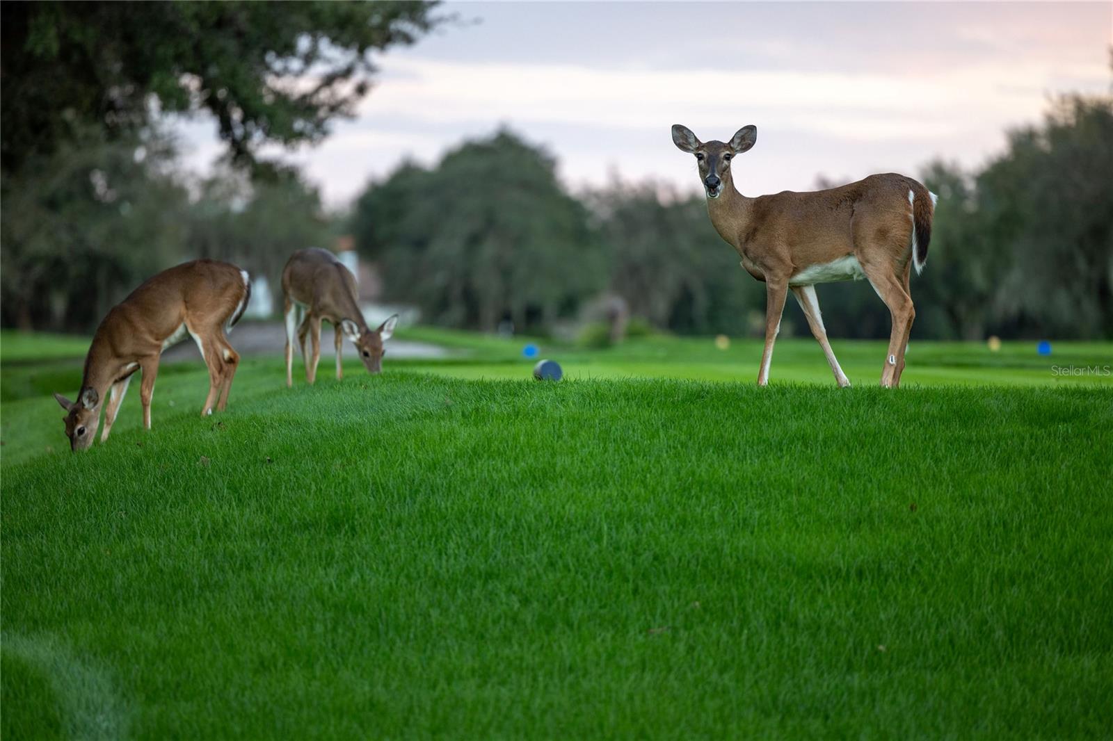 LAKE NONA PH 01A PRCL 05 - Residential
