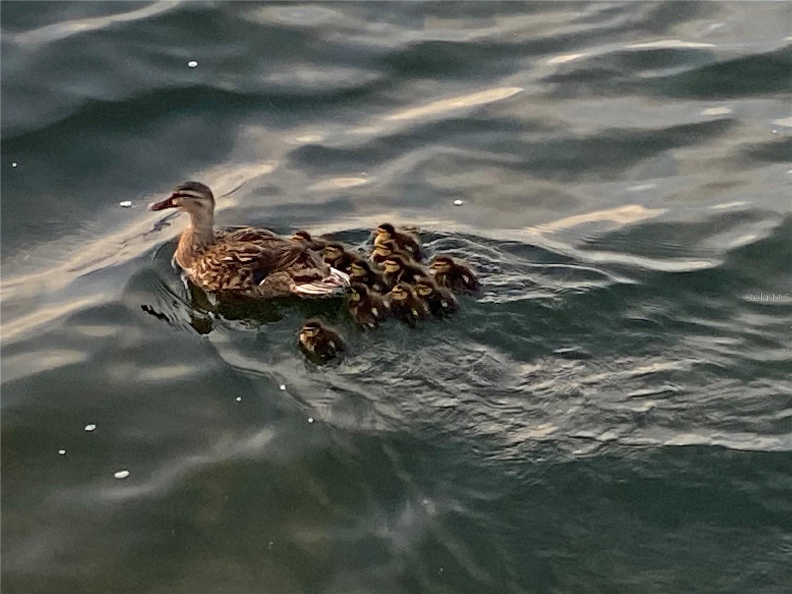 GULF ISLAND BEACH TENNIS - Residential