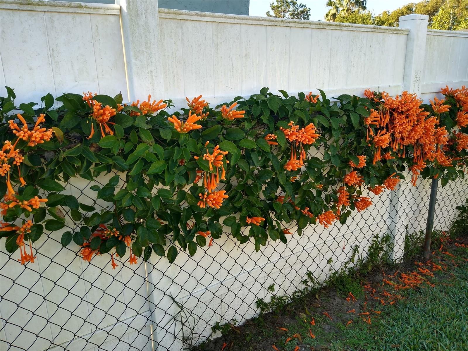 REGENCY PARK - Residential