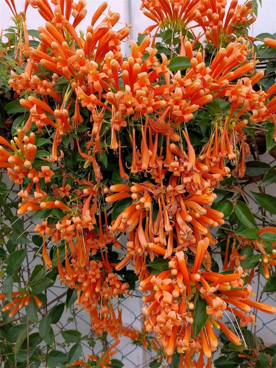 REGENCY PARK - Residential