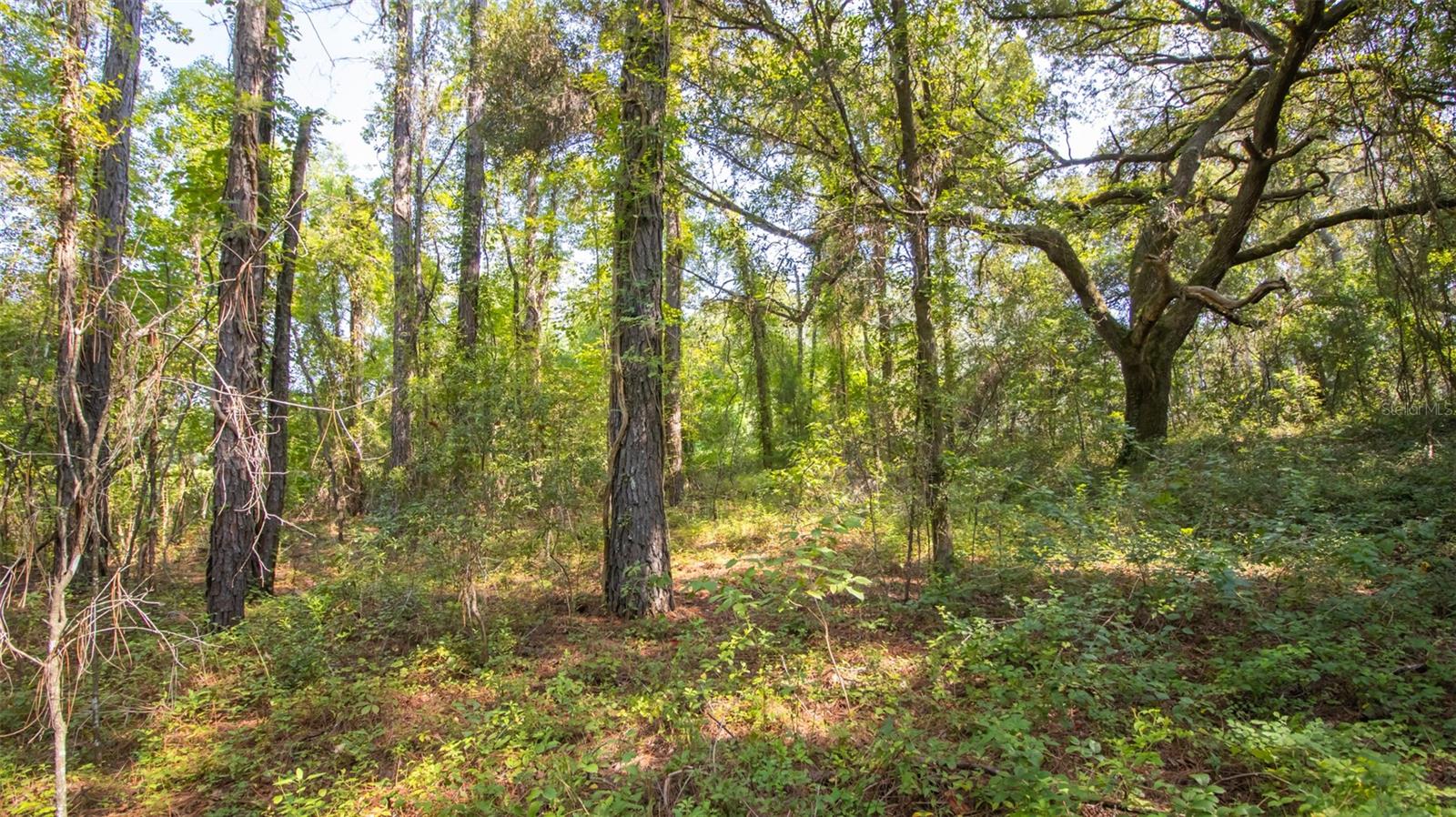 ASHLEY LAKE PLANTATION - Land