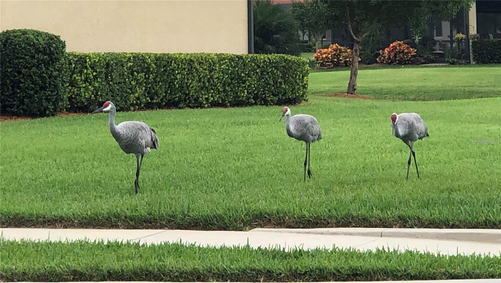 SARASOTA NATIONAL - Residential