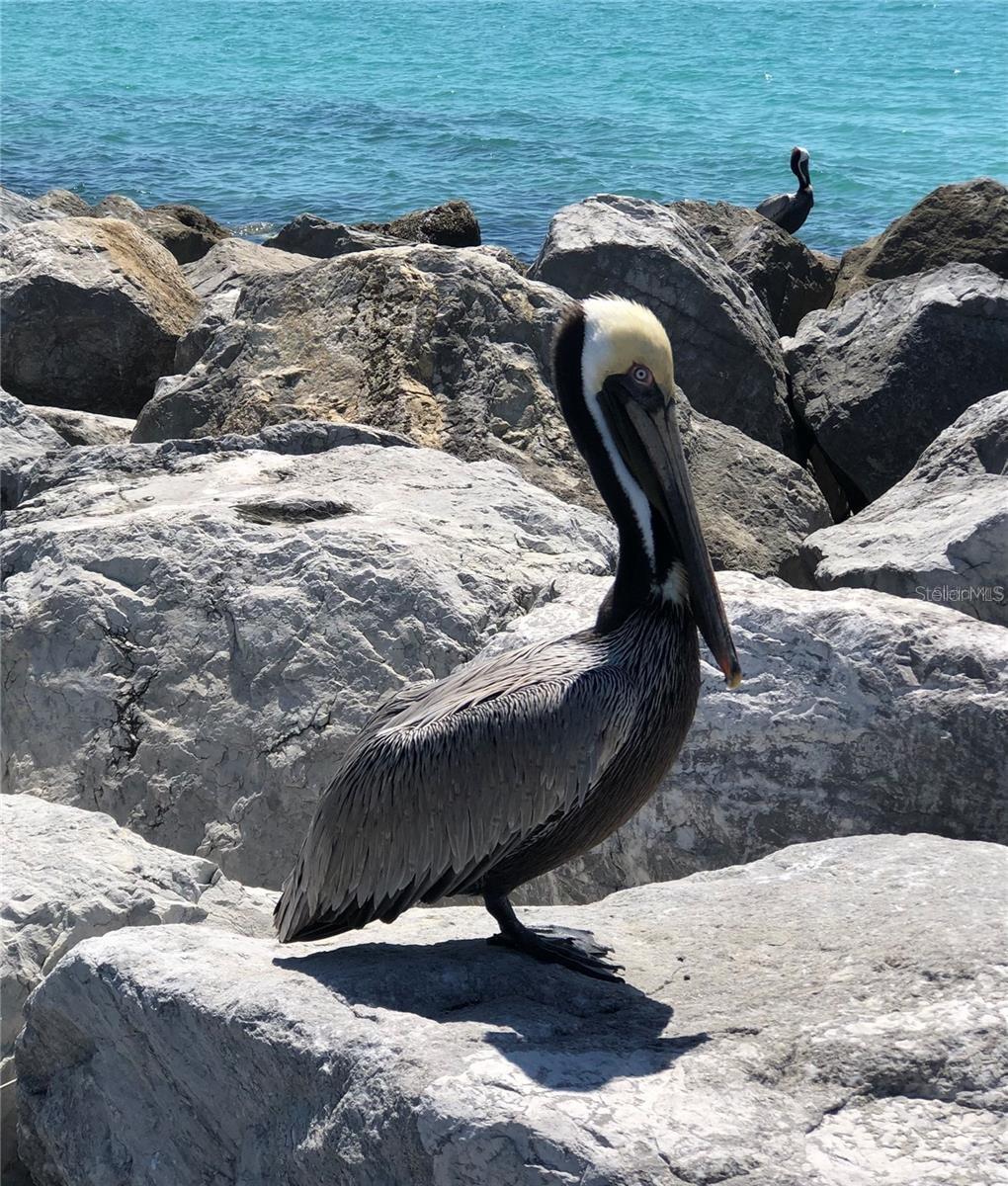 SARASOTA NATIONAL - Residential