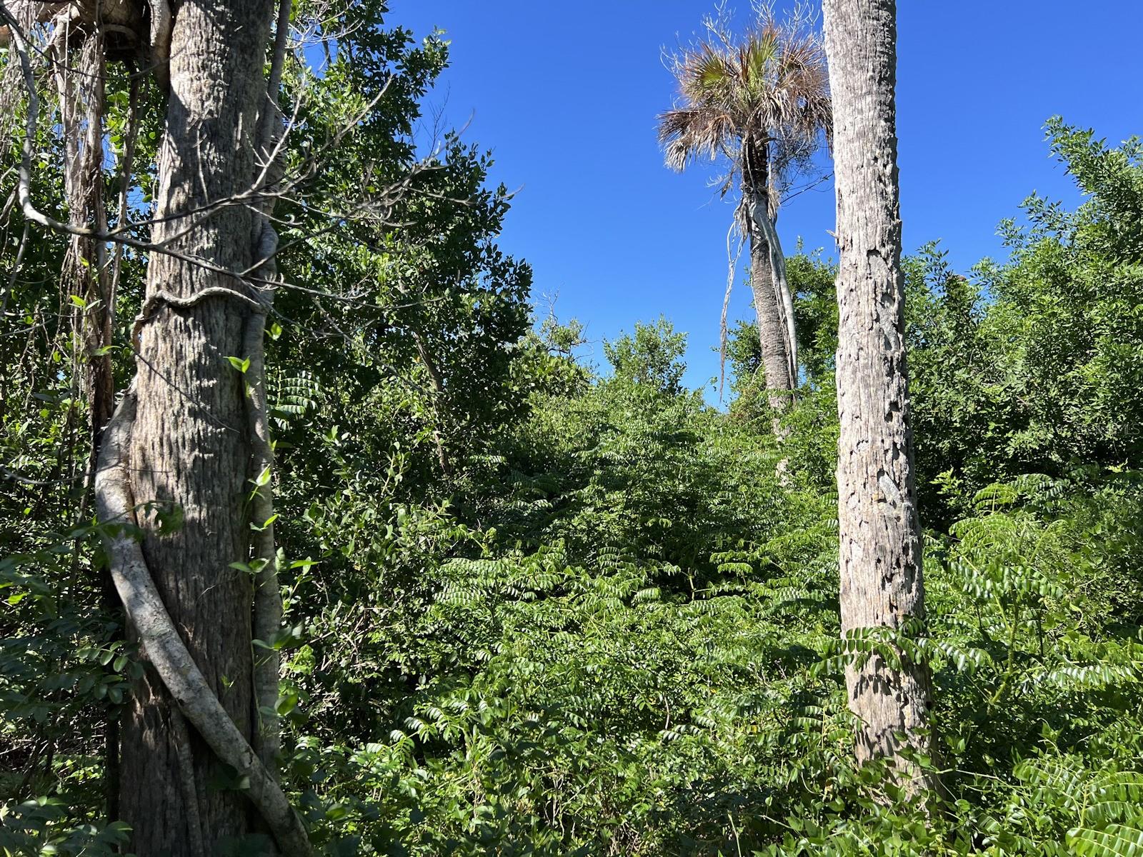 HEL-LEW-AH ISLES - Land