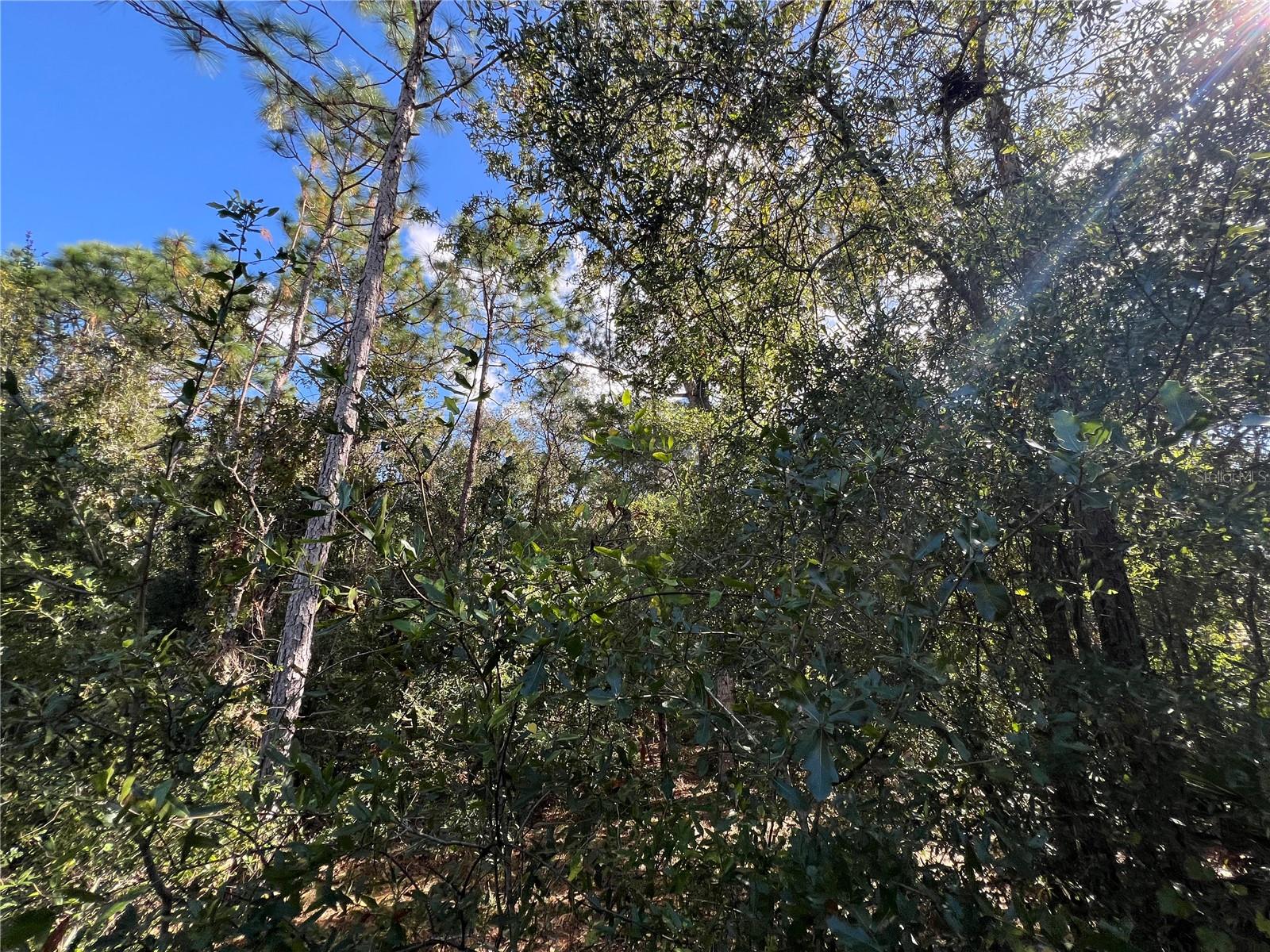 PINE TREE VILLAS UNREC SUB - Land