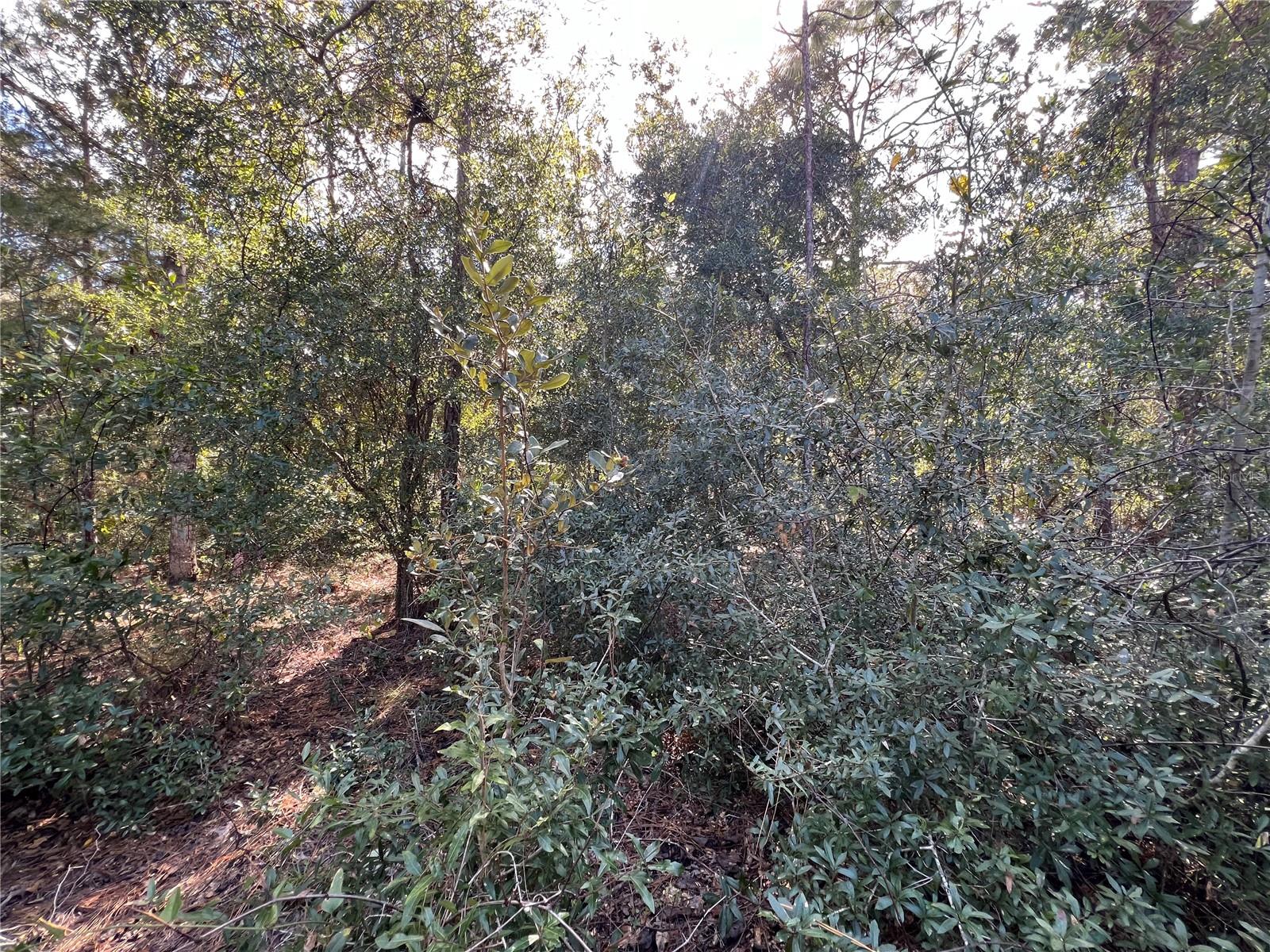 PINE TREE VILLAS UNREC SUB - Land