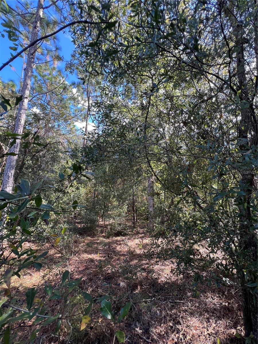 PINE TREE VILLAS UNREC SUB - Land