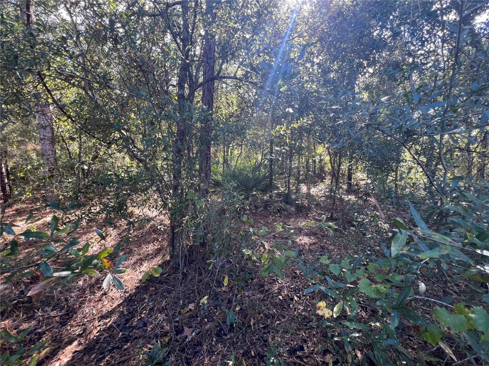 PINE TREE VILLAS UNREC SUB - Land