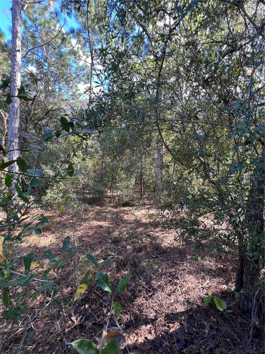 PINE TREE VILLAS UNREC SUB - Land