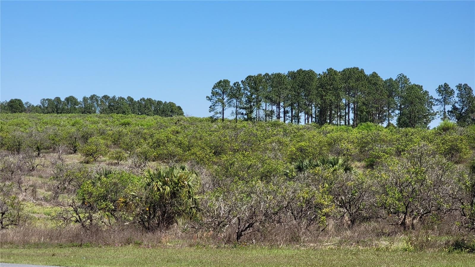 First time on the market! 38 acres of prime Agricultural land in the heart of Lake Co Florida. Current use has been as an Orange Grove for the last many years. Several opportunities are available for the use/development of this property. Property features incredible views with an elevation of 175 feet above sea level. Over 1,940 feet of frontage on Thrill Hill and 625 feet on Reedy Rd. between the two parcels that are contiguous. Perfect for a large estate/horse farm or development potential.