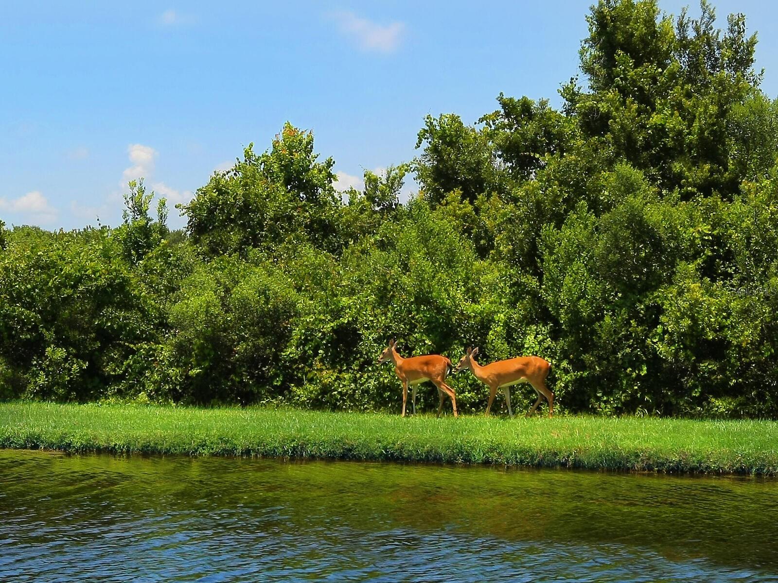 DEER CREEK - Residential