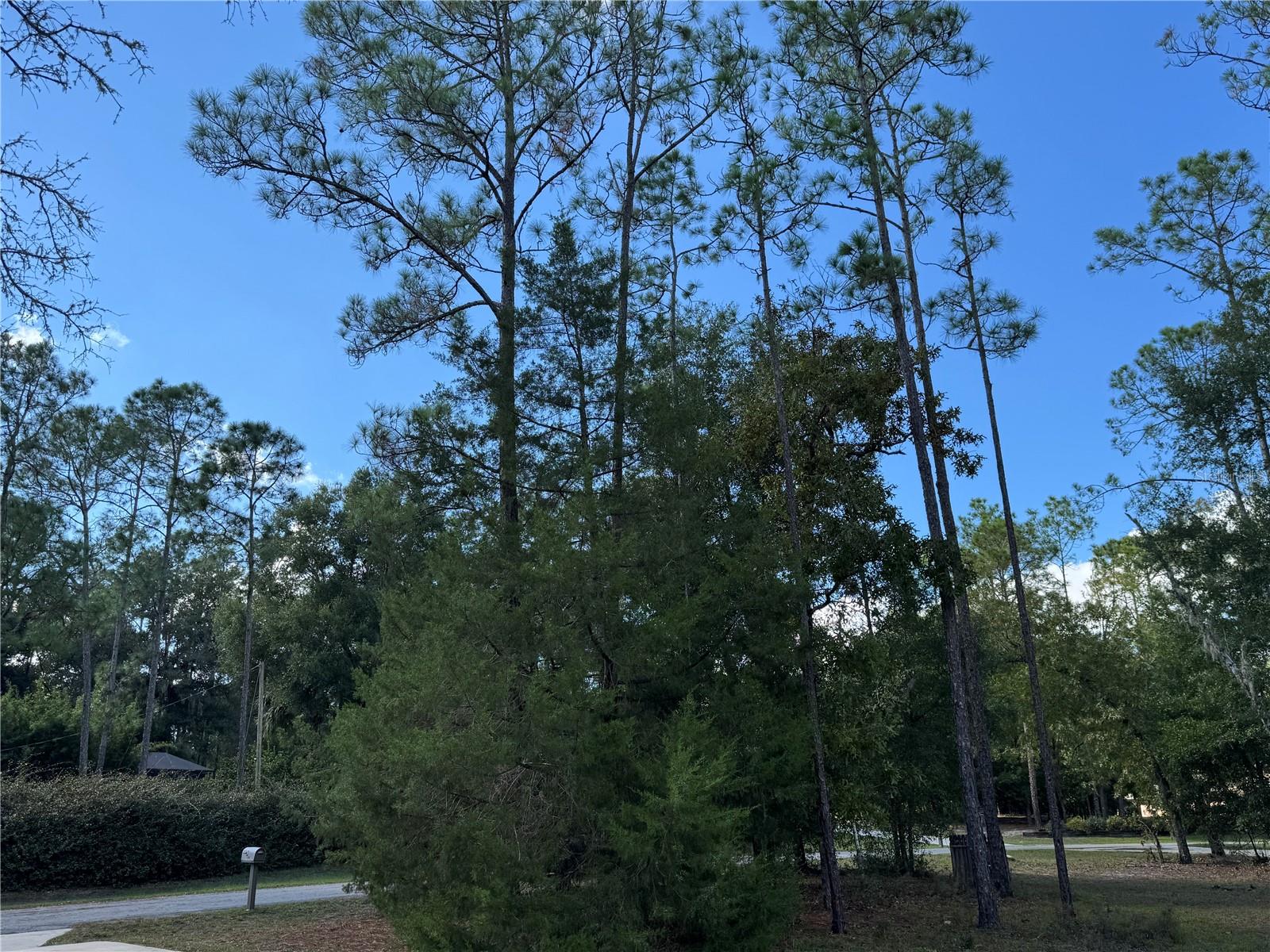 RAINBOW SPRINGS WOODLANDS - Residential