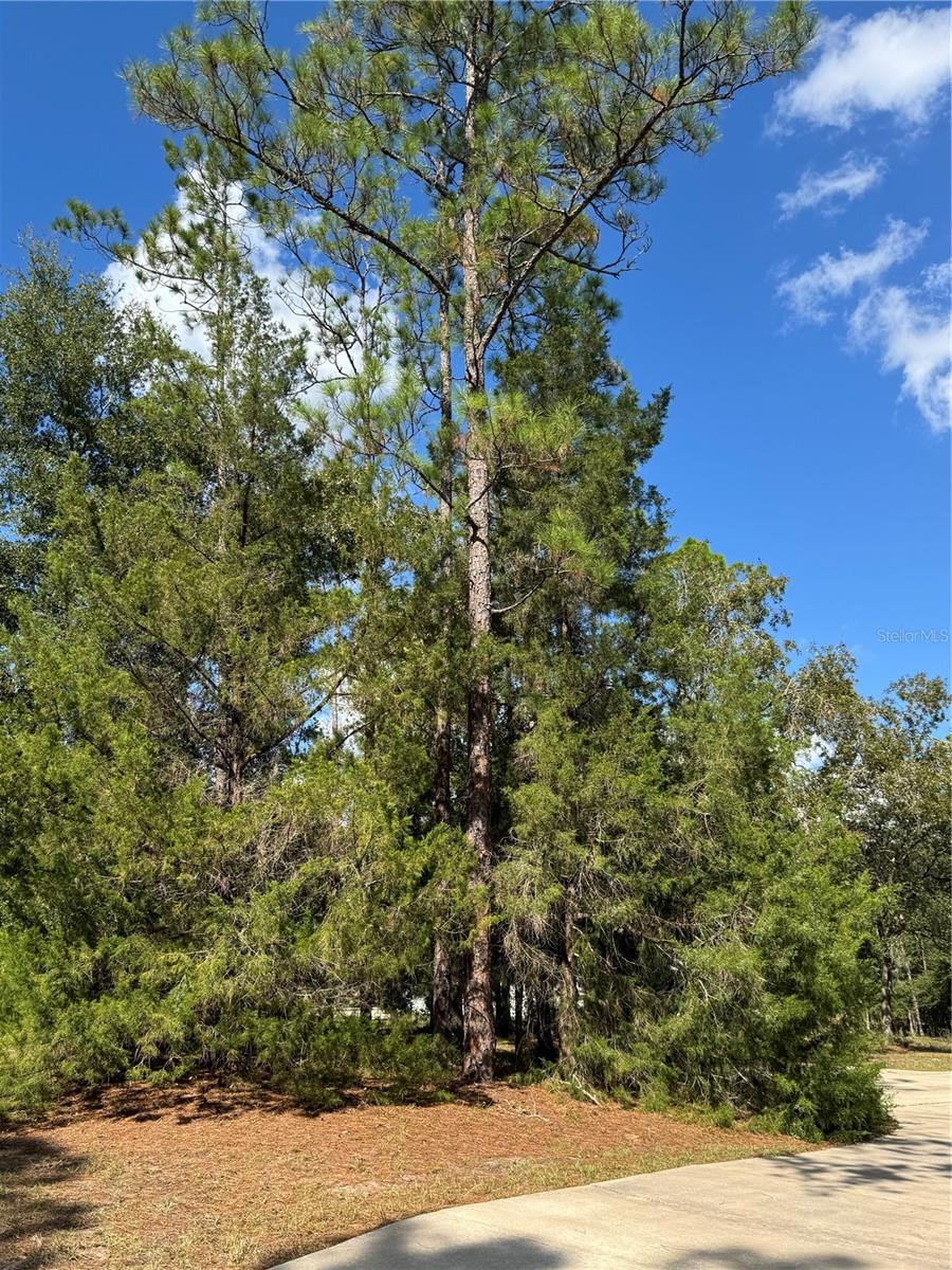 RAINBOW SPRINGS WOODLANDS - Residential