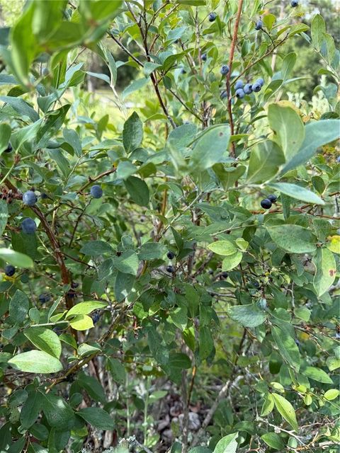 Tiny photo for 14190 NE 75th Street, Bronson, FL 32621 (MLS # V4950060)