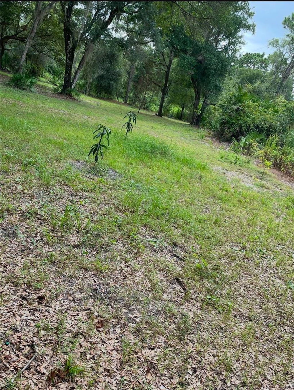 Photo of 1301 Arapaho Trail, Geneva, FL 32732 (MLS # O6385830)