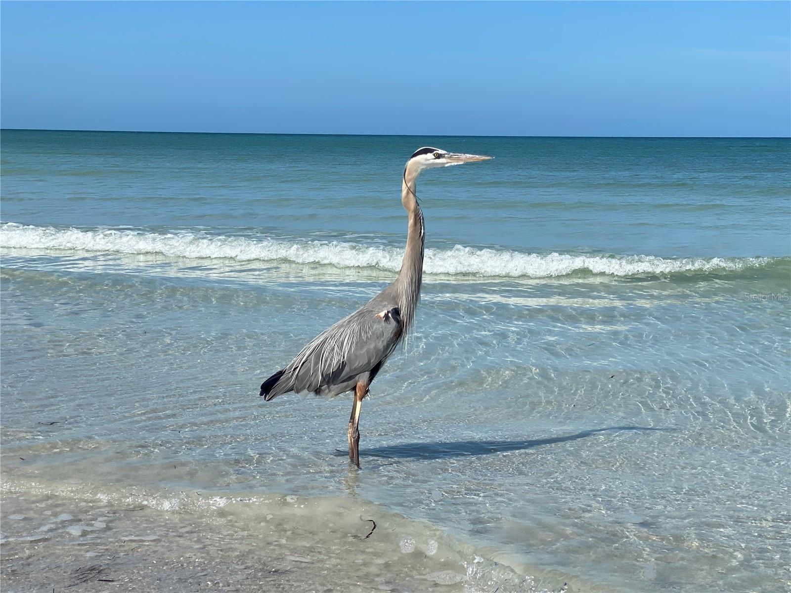 MAINLANDS OF TAMARAC BY THE GULF TWO CONDO - Residential