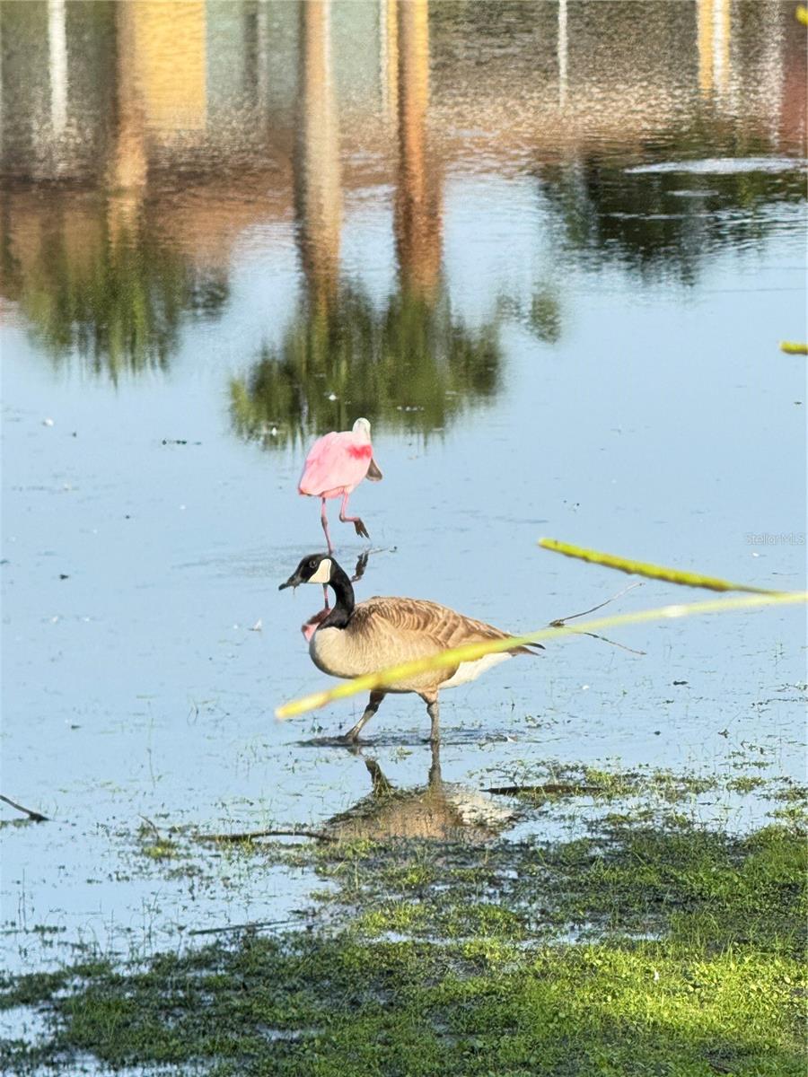 PALMA SOLA TRACE - Residential