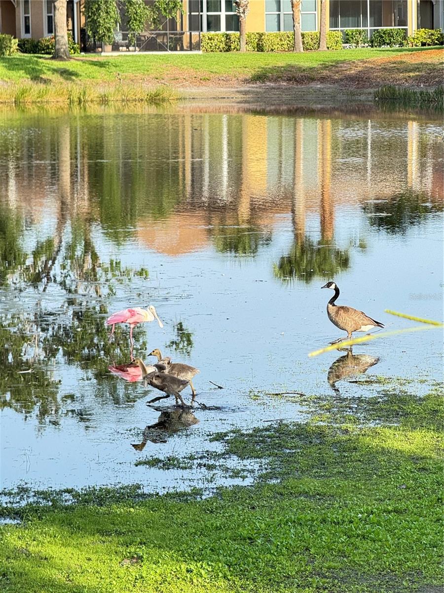 PALMA SOLA TRACE - Residential