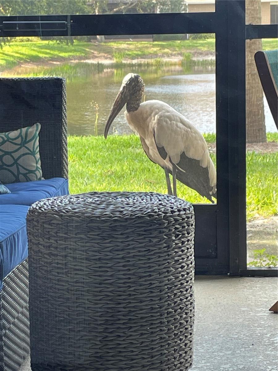 PALMA SOLA TRACE - Residential