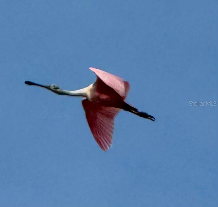 PALMA SOLA TRACE - Residential