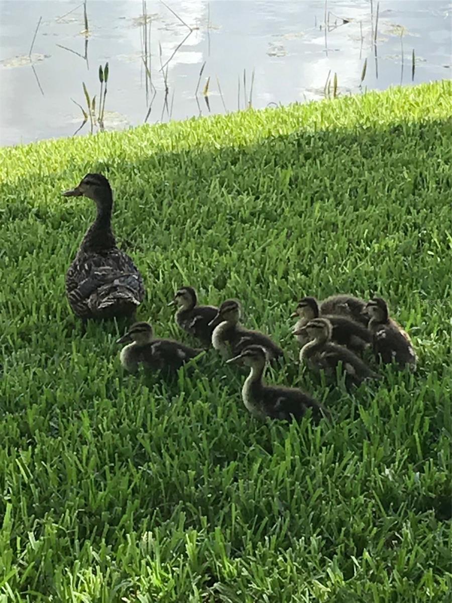 PALMA SOLA TRACE - Residential