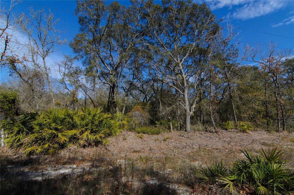 Photo of 206 Tall Pine Trail, Satsuma, FL 32189 (MLS # FC316044)