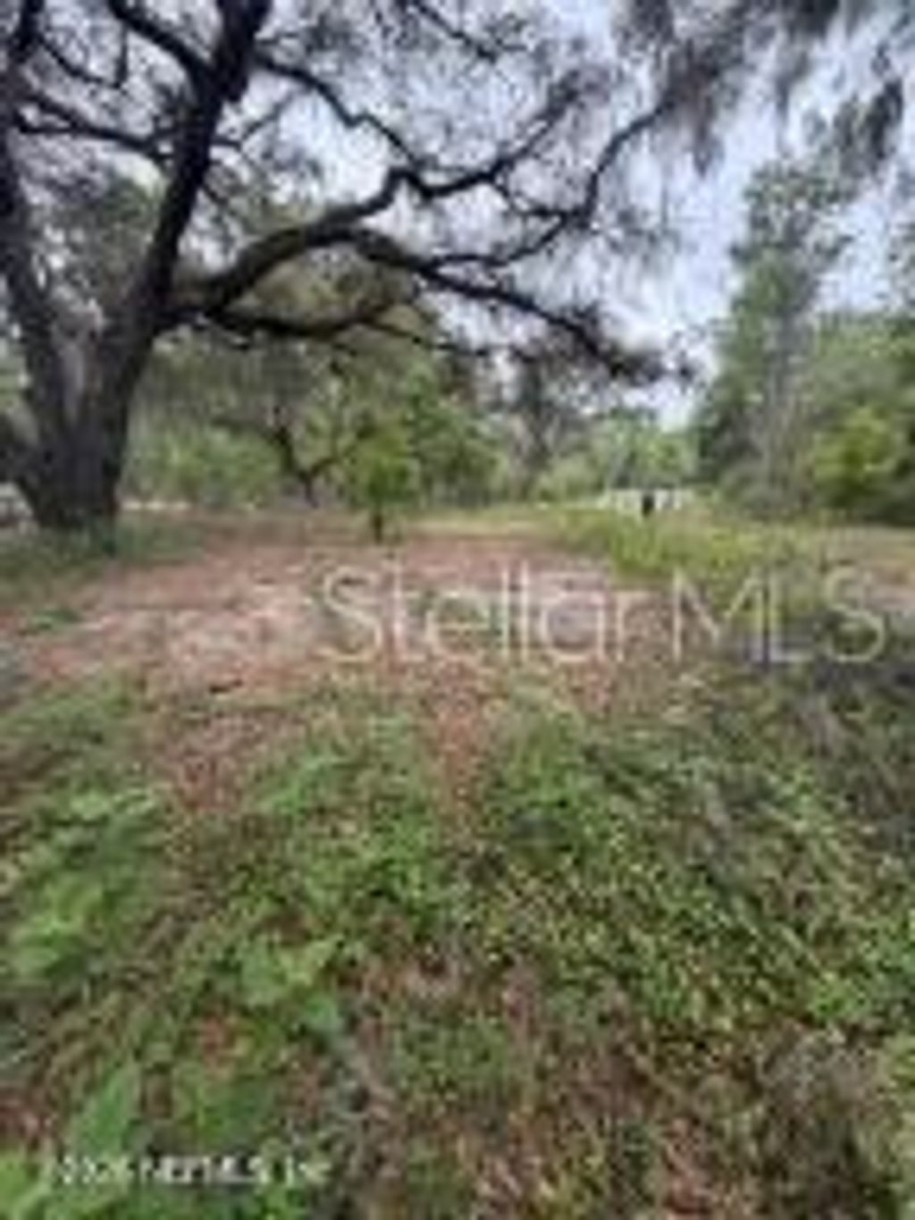 Photo of 6621 Virginia Beach Lane, Keystone Heights, FL 32656 (MLS # S5146762)