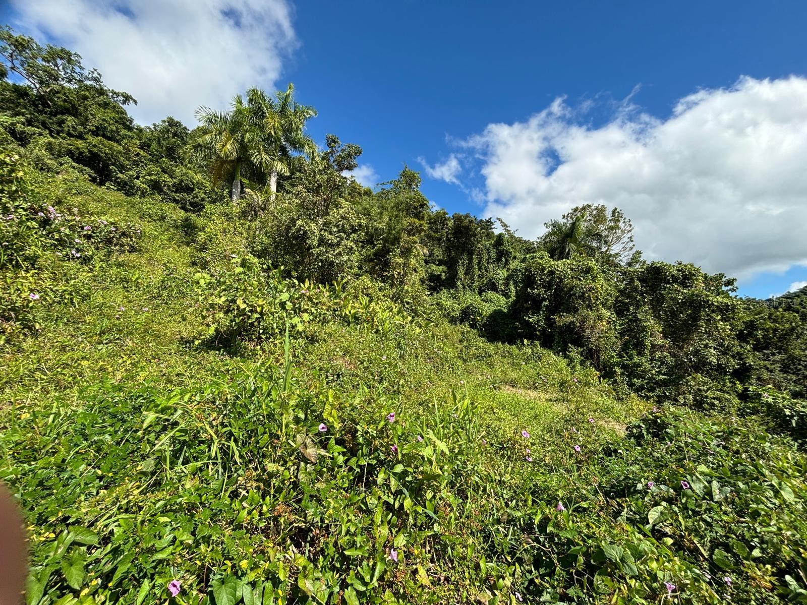 BARRIO RIO BLANCO - Land