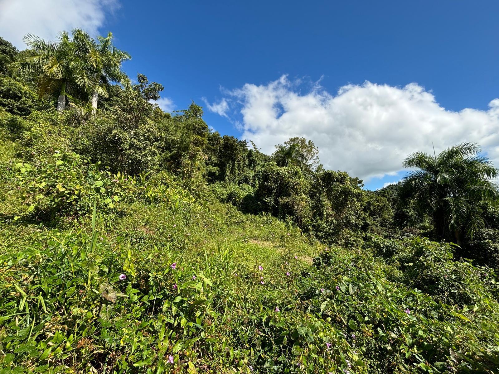 BARRIO RIO BLANCO - Land