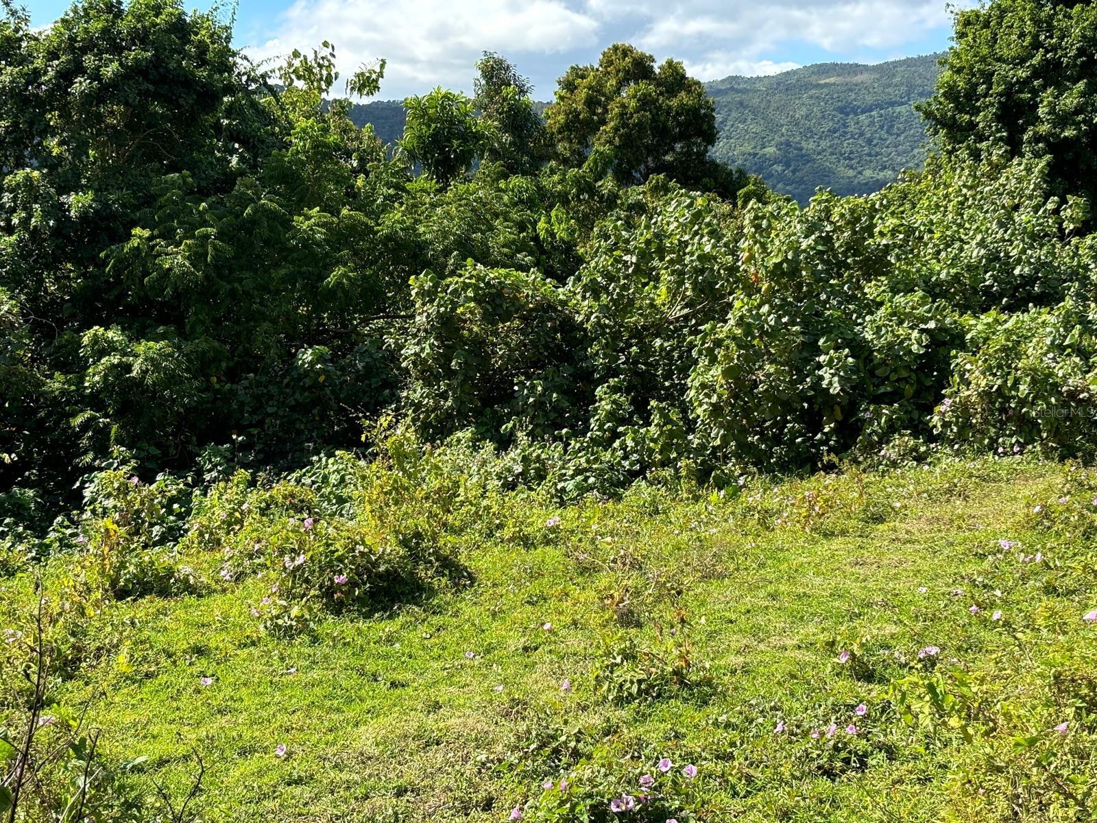 BARRIO RIO BLANCO - Land