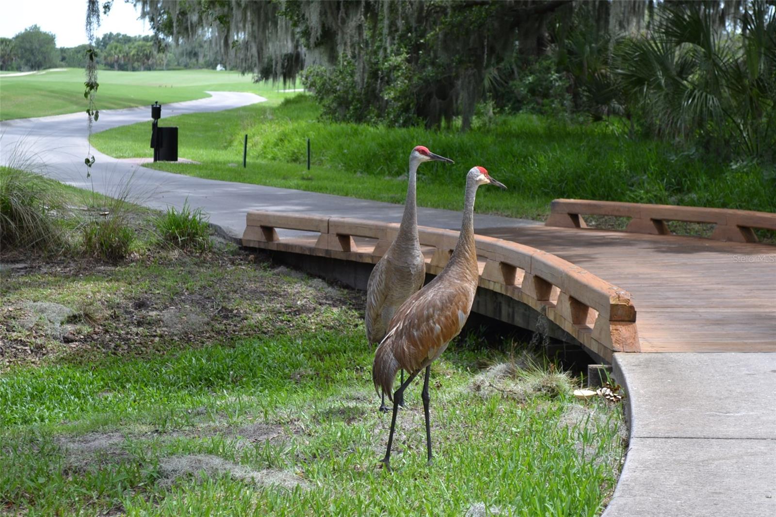 FOUNDERS CLUB - Residential